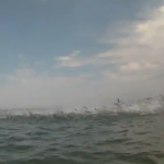 Cientos de peces saltando muy cerca de los surfistas