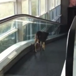 Un perro se confunde de lado en las escaleras mecánicas