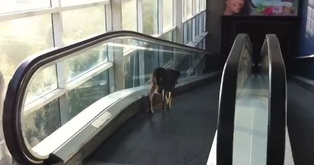 Un perro se confunde de lado en las escaleras mecánicas