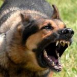 Un perro ataca a un hombre que estaba maltratando a su exmujer y a su hija menor