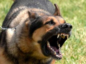 Un perro ataca a un hombre que estaba maltratando a su exmujer y a su hija menor