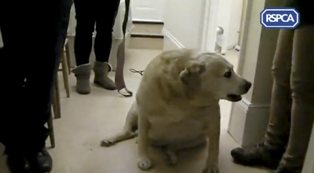 Alfie, el perro más gordo de Reino Unido
