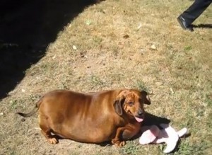 Obie, un perro salchicha obeso que intenta perder peso cada día