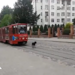 Un perro que ni se inmuta ante la llegada del tranvía