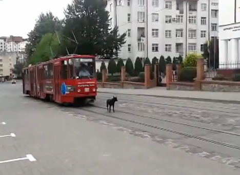 Un perro que ni se inmuta ante la llegada del tranvía