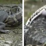 Time-lapse de una Pitón comiéndose a un Alligator