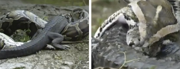 Time-lapse de una Pitón comiéndose a un Alligator