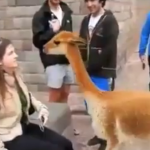 Una vicuña le escupe en la cara a una mujer