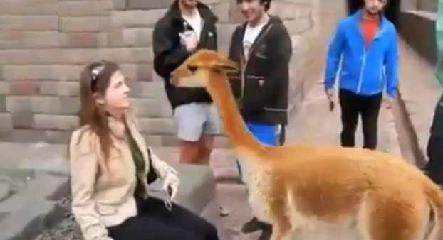 Una vicuña le escupe en la cara a una mujer