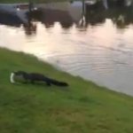 Un Alligator le roba la pesca a una niña