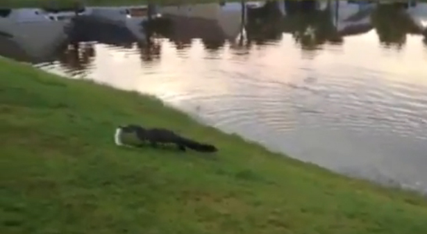 Un Alligator le roba la pesca a una niña