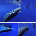 Mágico encuentro con una ballena