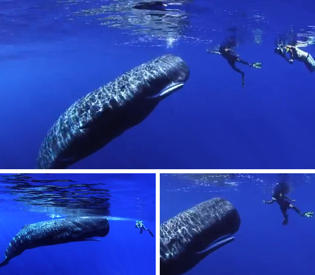 Mágico encuentro con una ballena