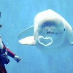 Noc, la ballena blanca que aprendió a hablar para comunicarse con los humanos