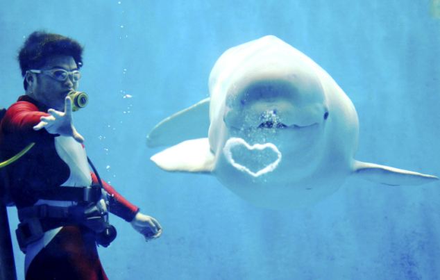 Noc, la ballena blanca que aprendió a hablar para comunicarse con los humanos