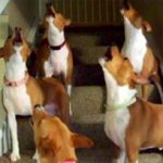 Reacción de un grupo de Basenjis al escuchar el sonido del teléfono