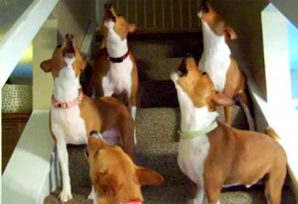 Reacción de un grupo de Basenjis al escuchar el sonido del teléfono