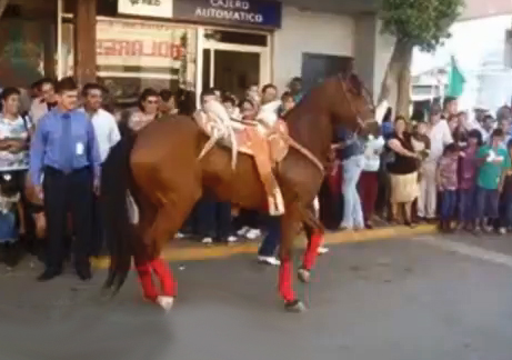 Un caballo bailando el Gangnam Style de PSY