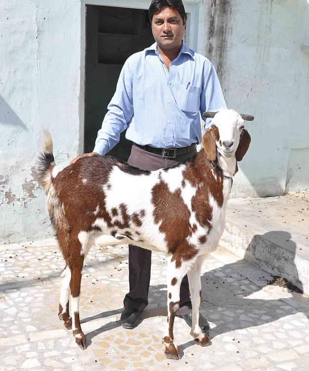 Un hombre vende por 160.000 euros una cabra que tiene la palabra ''Allah'' en su cuerpo