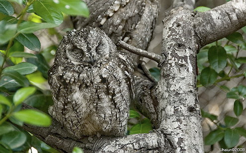 El impresionante camuflaje de los búhos