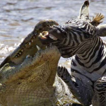 Las fauces de la muerte: El impresionante momento en el que un cocodrilo ataca a una cebra en un río de Kenia