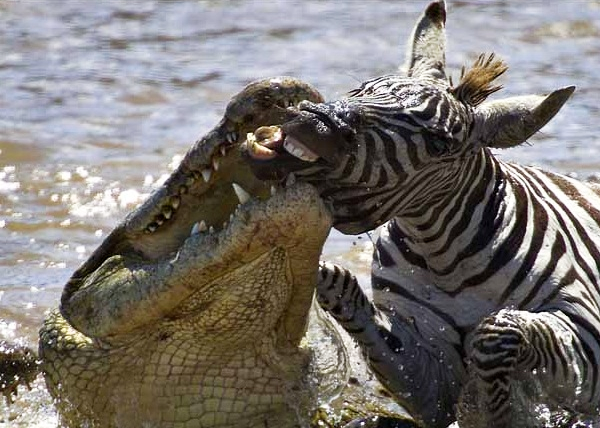Las fauces de la muerte: El impresionante momento en el que un cocodrilo ataca a una cebra en un río de Kenia