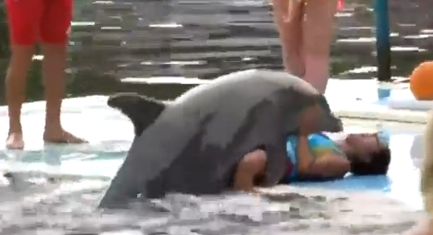 El delfín que se intenta zumbar a una señora