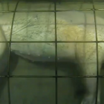 Time lapse: Descomposición de un cerdo bajo el agua
