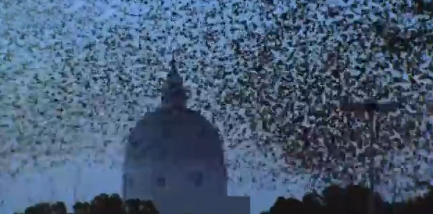 Un halcón obliga a un numeroso grupo de estorninos a hacer impresionantes formas en el cielo de Roma