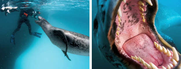 La foca leopardo, uno de los depredadores más feroces de la Antártida