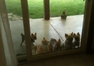 Un gato ayuda a abrir la puerta de casa para que entre un grupo de cachorros