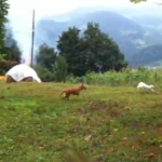 Un gato se escapa de un perro de una forma astuta