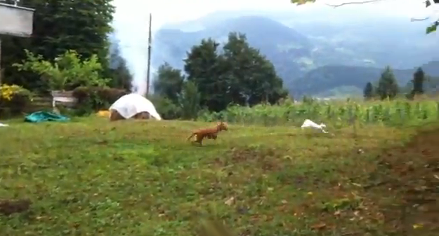 Un gato se escapa de un perro de una forma astuta