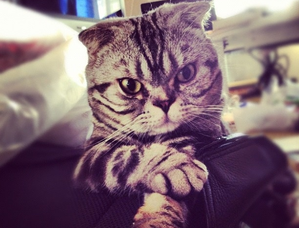 El gato Shishi, la nueva estrella de Instagram