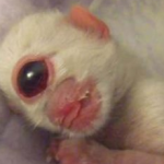 Cleyed, el gatito cíclope de bengala que nació con un sólo ojo