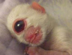 Cleyed, el gatito cíclope de bengala que nació con un sólo ojo