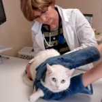 El gato que odia ir al veterinario