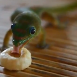 Geckos comiendo cereales