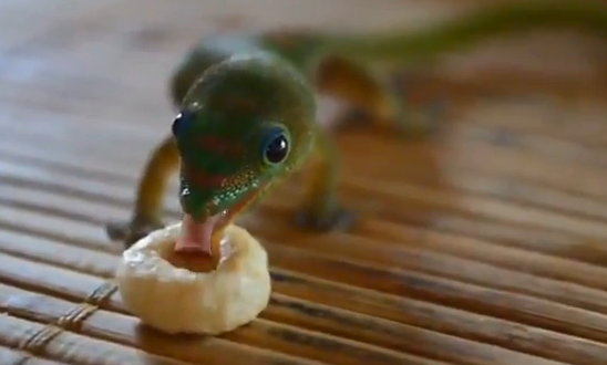 Geckos comiendo cereales