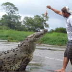 Un guía turístico alimenta a un cocodrilo con su propia mano