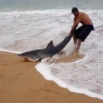 Un hombre ayuda a volver al mar a un tiburón varado en la arena de la playa