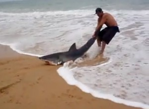 Un hombre ayuda a volver al mar a un tiburón varado en la arena de la playa