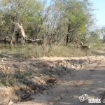 Un leopardo cazando a un impala al vuelo