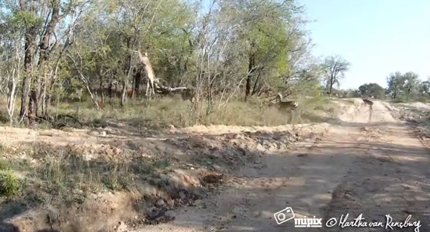 Un leopardo cazando a un impala al vuelo
