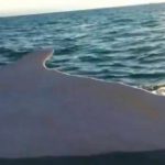 Migaloo, la ballena blanca que se parece a Moby Dick