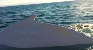 Migaloo, la ballena blanca que se parece a Moby Dick
