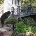 Una mujer echa a un oso del porche de su casa a gritos