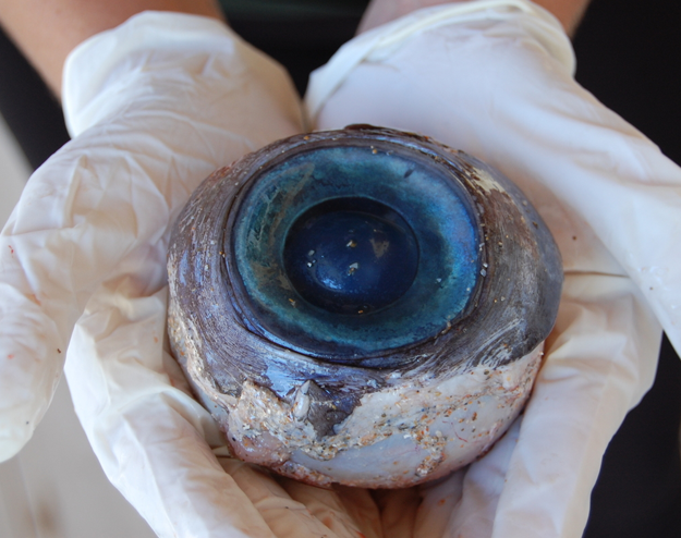 Un misterioso ojo gigante aparece en una playa en Florida