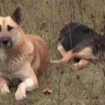 Un perro vigila el cuerpo de su amigo muerto durante más de una semana cerca de una carretera en Rusia