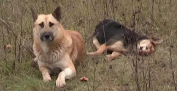 Un perro vigila el cuerpo de su amigo muerto durante más de una semana cerca de una carretera en Rusia